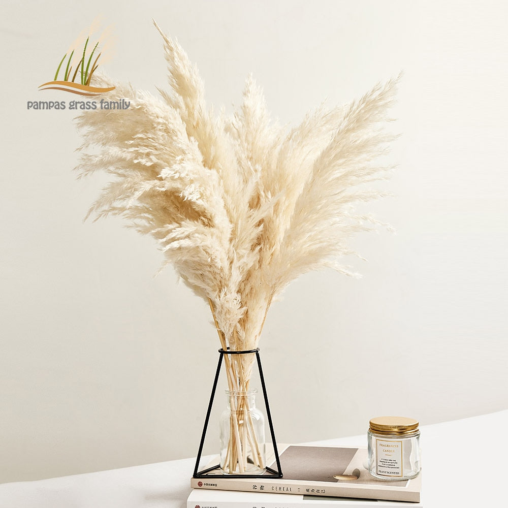 Pampas Grass Decor White Color Fluffy Natural Dried Flowers