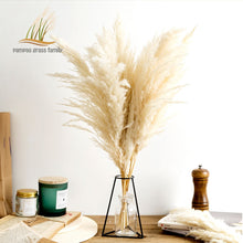 Load image into Gallery viewer, Pampas Grass Decor White Color Fluffy Natural Dried Flowers
