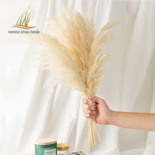 Load image into Gallery viewer, Pampas Grass Decor White Color Fluffy Natural Dried Flowers
